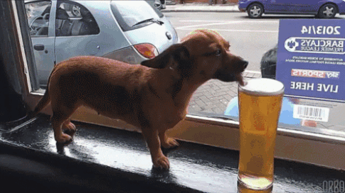 GIF de cachorro de pequeno porte bebendo cerveja