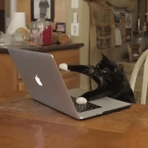 gato preto digitando em um laptop