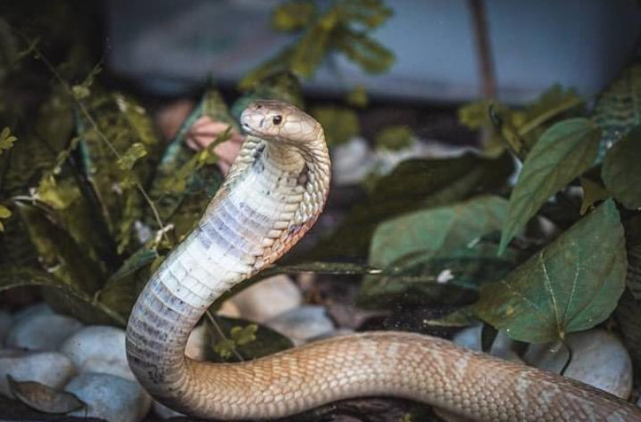 Imagem de uma cobra naja branca dentro de um aquário